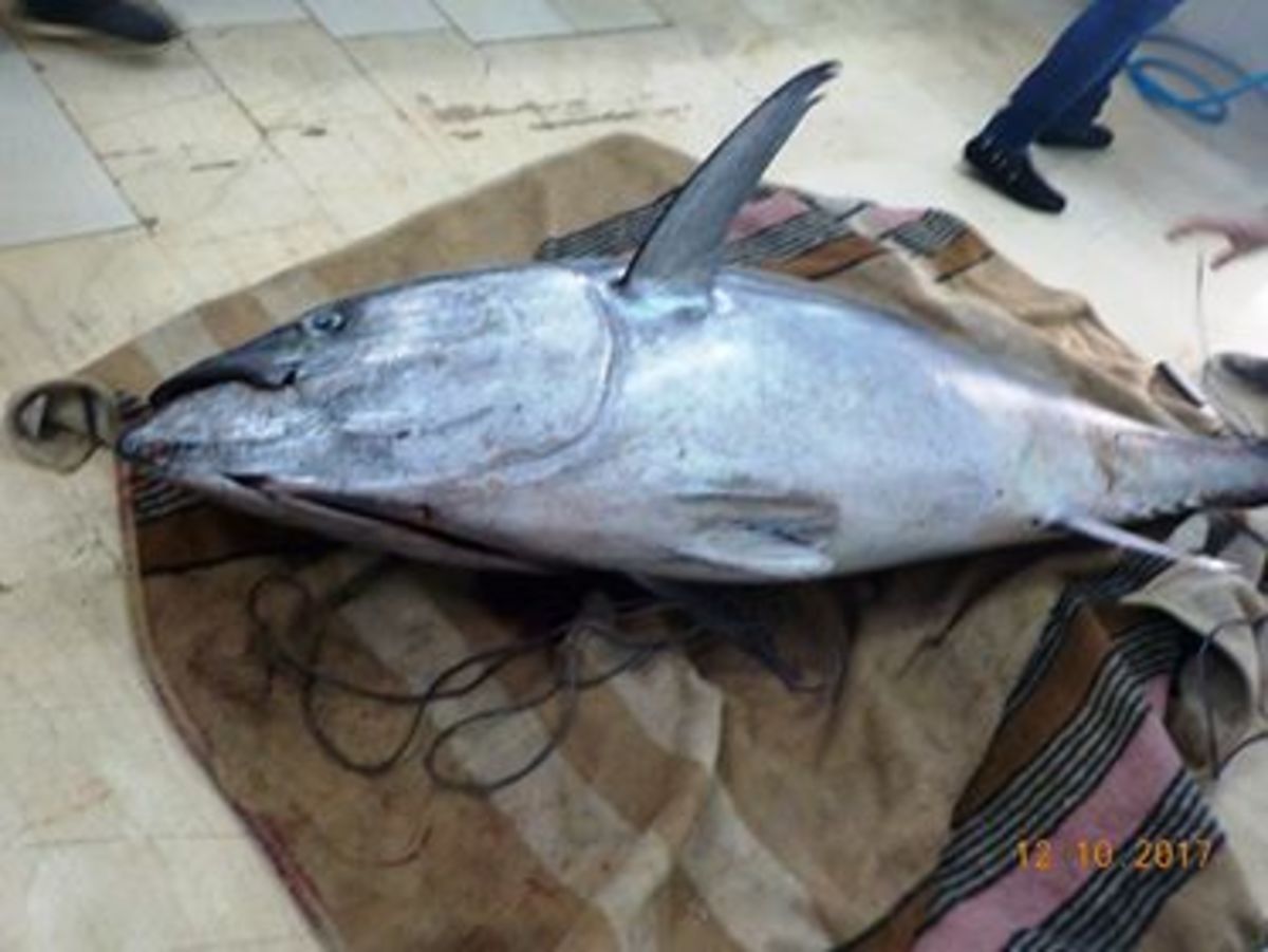 Λευκάδα: Ψαριά για όσκαρ! Τόνος 165 κιλών [pics]