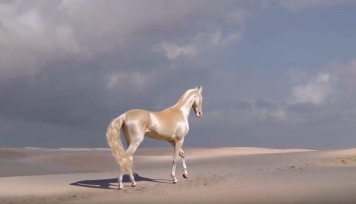Το πιο όμορφο άλογο του κόσμου είναι σαν πίνακας ζωγραφικής