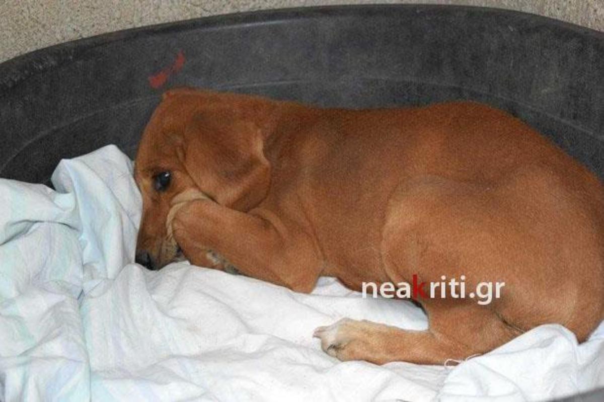 Κρήτη: Αυτή είναι η μικρή Πάιπερ που έζησε εγκλωβισμένη σε αγωγό επί ένα μήνα – Η εκπληκτική σκυλίτσα [pics, vid]