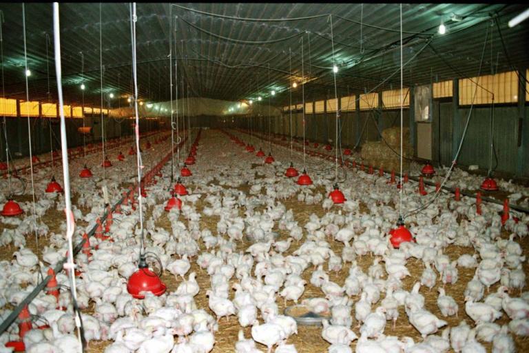 Πειραιάς: Κοτόπουλα που… δάγκωναν εντοπίστηκαν σε γνωστό ψητοπωλείο