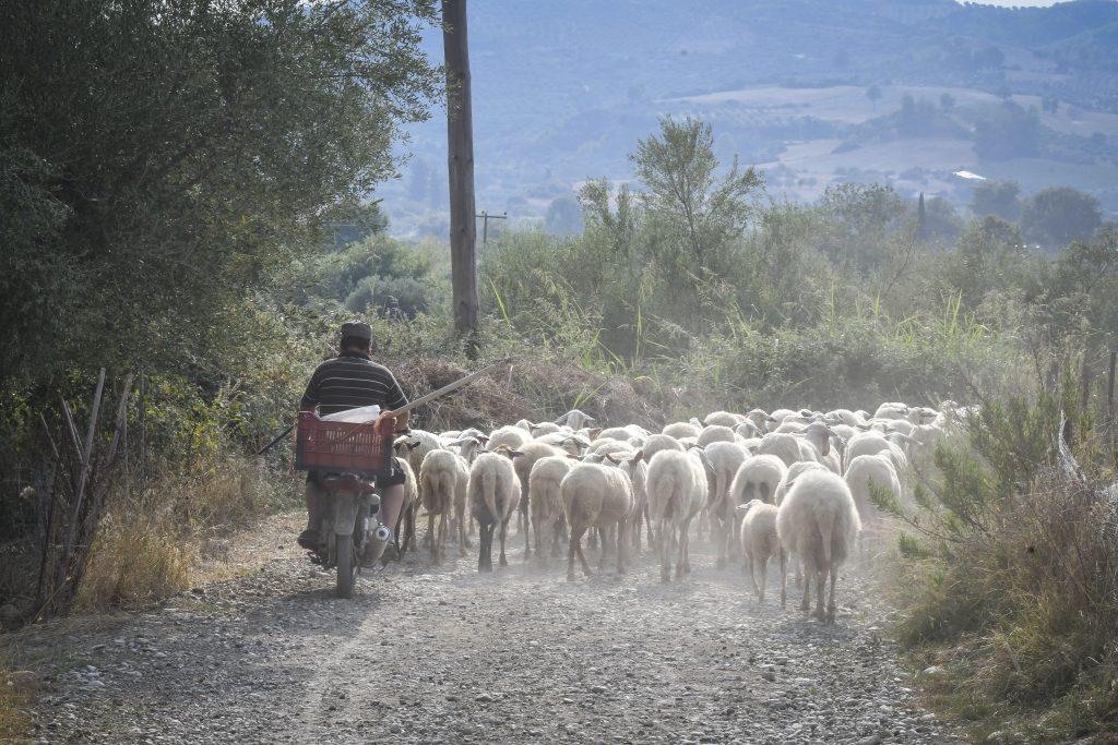 πρόβατα