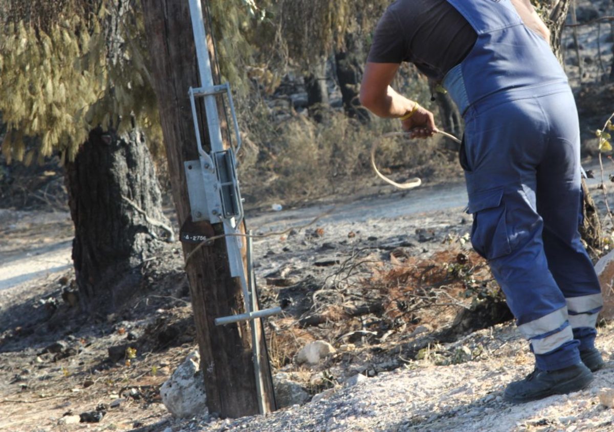 Απίστευτο! Βοσκός στα Τρίκαλα έκοψε στύλους της ΔΕΗ για να φτιάξει μαντρί!