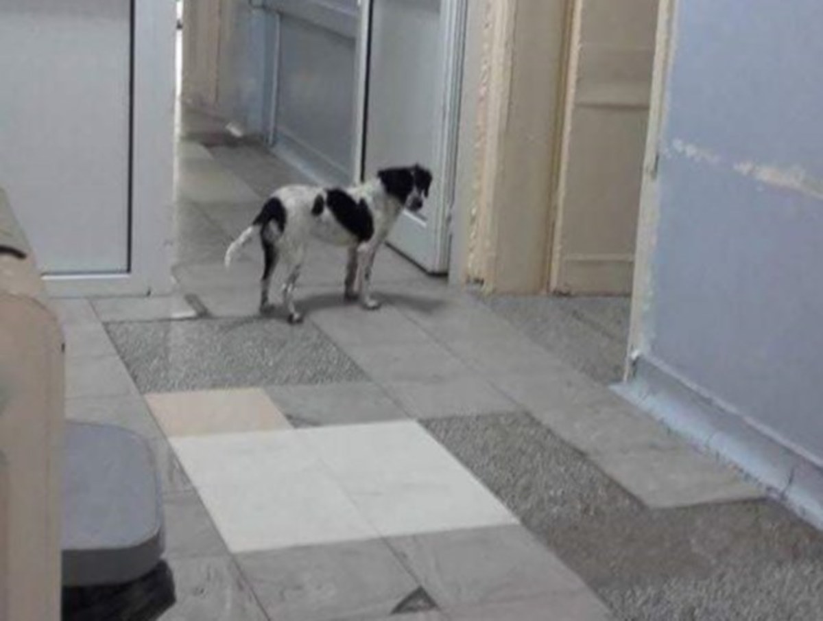 Κιλκίς: Μέσα στο νοσοκομείο άγρια σκυλιά – Δάγκωσαν γιατρό και νοσηλευτές μπροστά σε ασθενείς [pics]