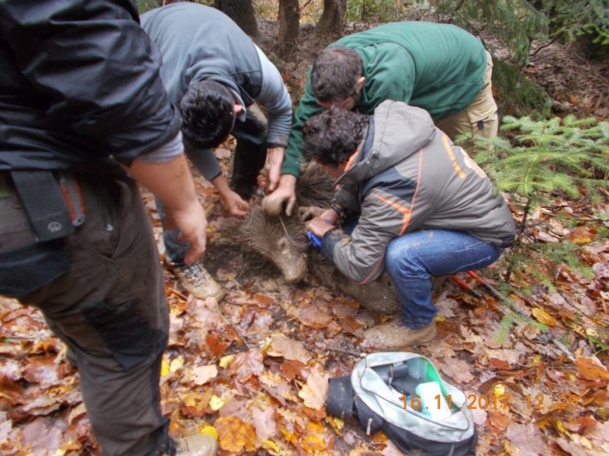 Γρεβενά: Επιχείρηση για τη διάσωση αρκούδας που πιάστηκε σε παγίδα για αγριογούρουνα [pics]