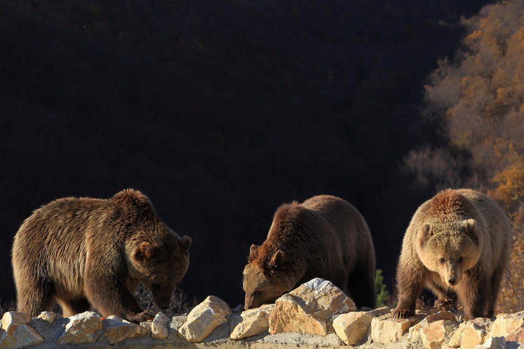 Αρκούδες ψάχνουν το ιδανικό σημείο για… ύπνο!