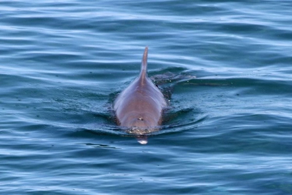 Ηράκλειο: Κοίταξαν στη θάλασσα και είδαν αυτές τις εικόνες – Πόλος έλξης το δελφίνι [pics]