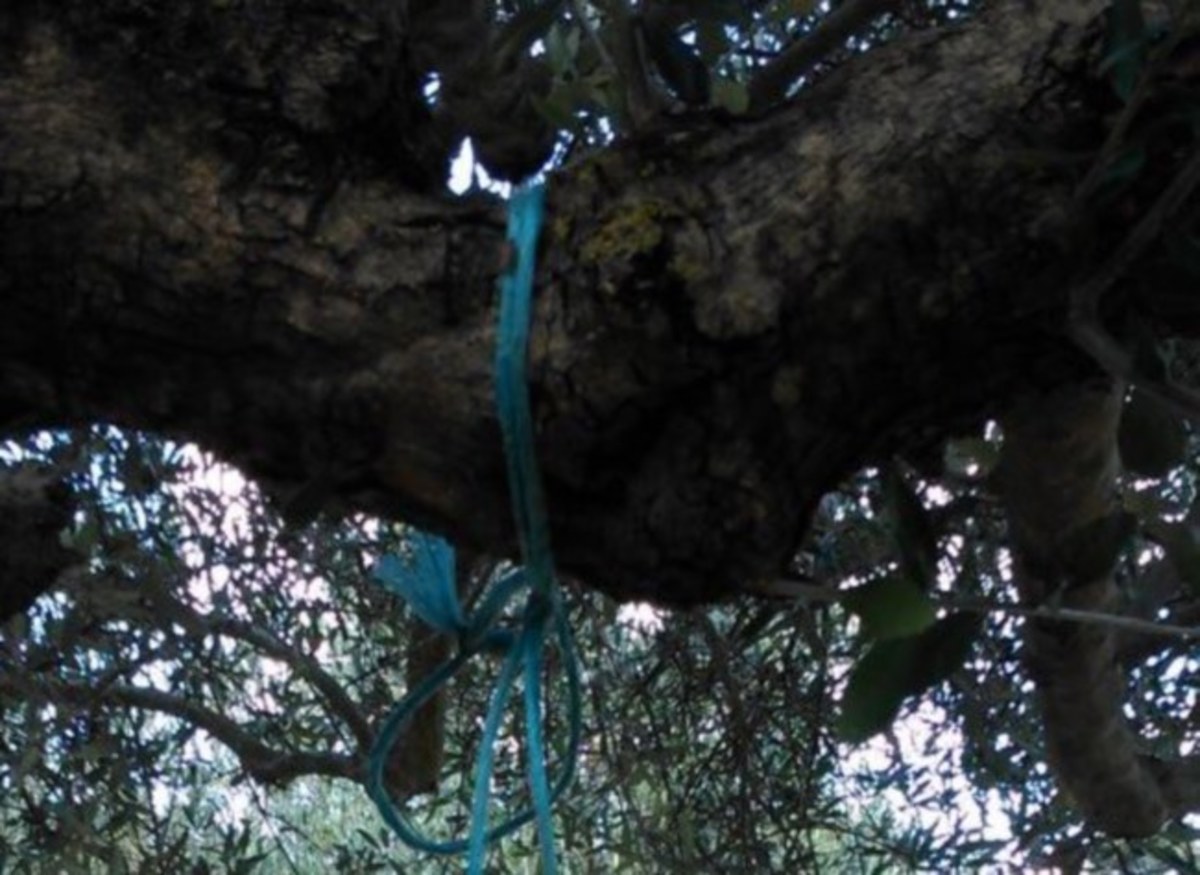 Κρήτη: Αδιανόητη κτηνωδία στο Ηράκλειο με σκληρές εικόνες – Κρέμασαν σκύλο από δέντρο σε χωράφι [pics]