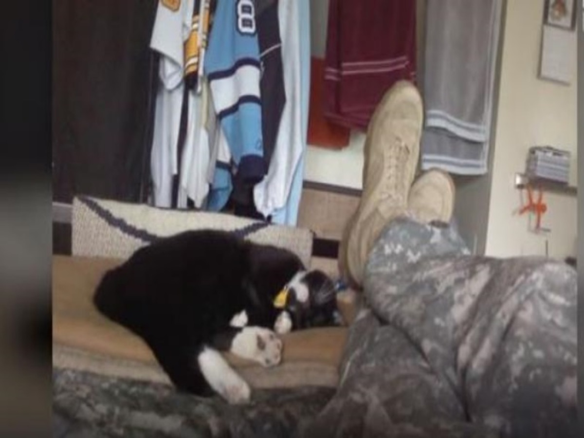Πώς ένα γατάκι έσωσε τη ζωή ενός στρατιώτη! Συγκινητικό βίντεο