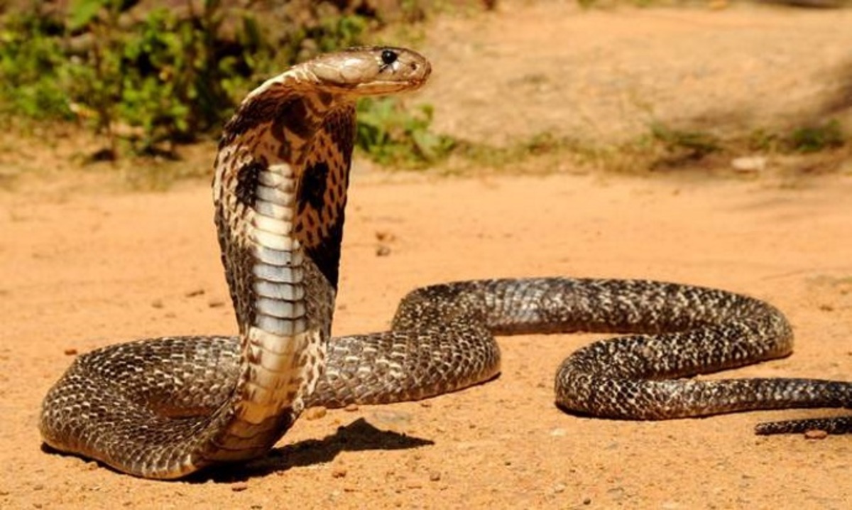 «Έφαγα βασιλική κόμπρα σούπα στο Χονγκ Κονγκ και στην Καμπότζη ακρίδες και αράχνες»