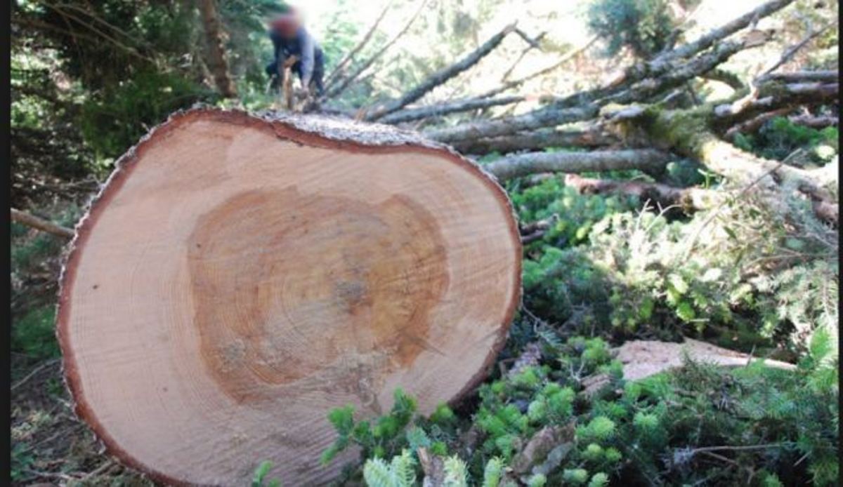 Λαμία: Τραγικός θάνατος για 53χρονο οικογενειάρχη – Τον καταπλάκωσε δέντρο
