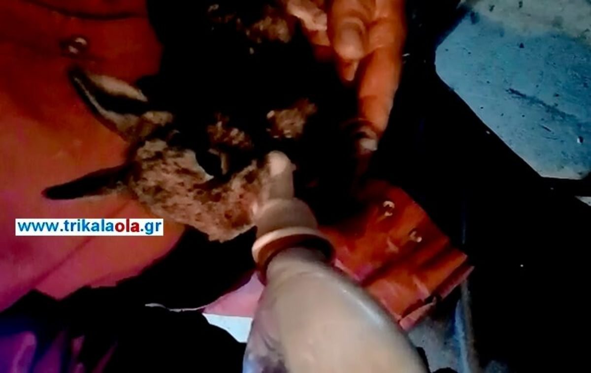 Τρίκαλα: Το ορφανό κουνελάκι που κάνει το γύρο του διαδικτύου – Το επίμαχο βίντεο [vid]