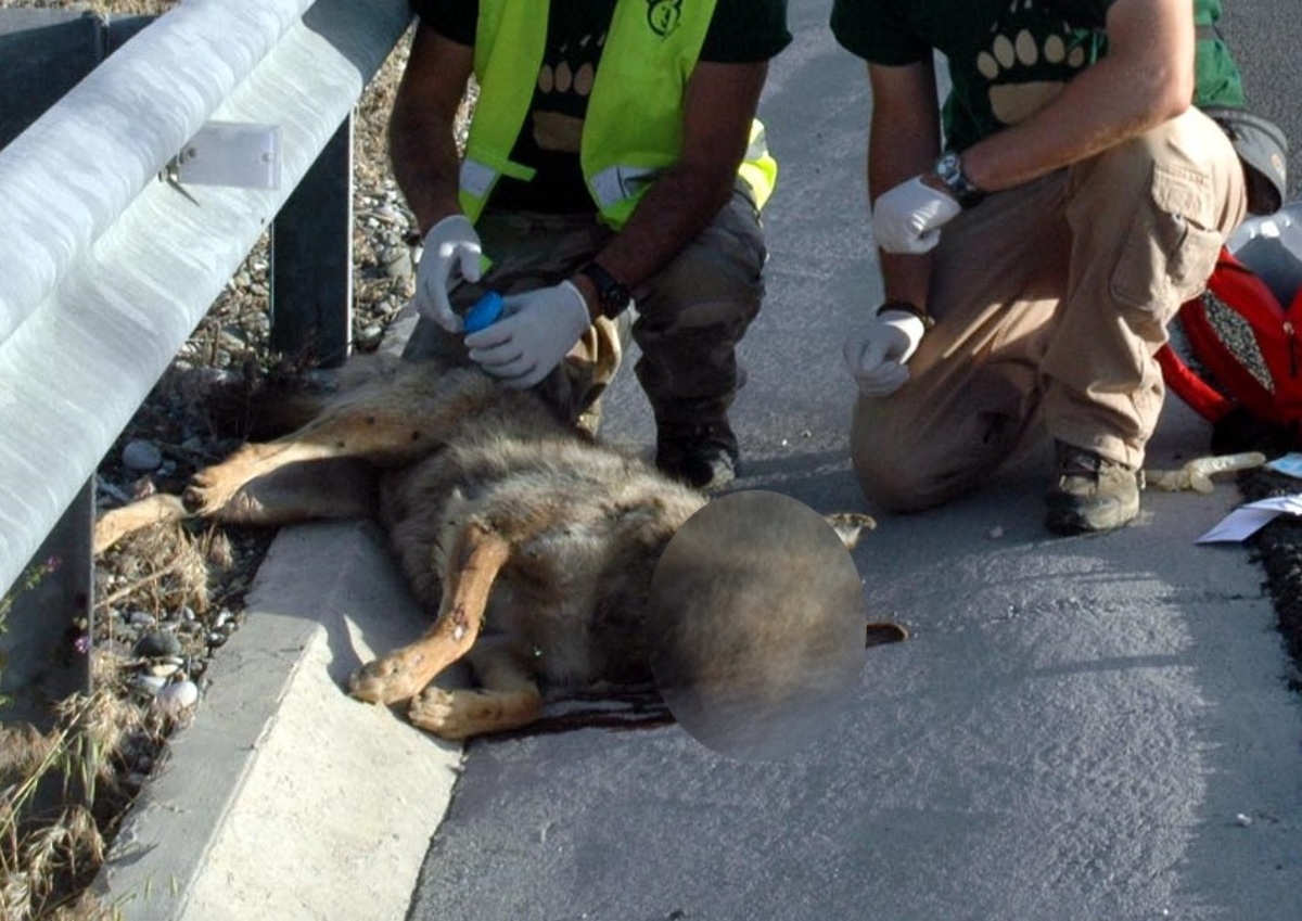 Καστοριά: Νεκρή νεαρή λύκαινα σε τροχαίο