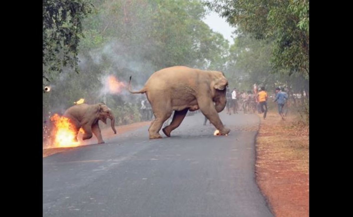 Ελεφαντάκι με τη μαμά του δίνουν μάχη με τις φλόγες