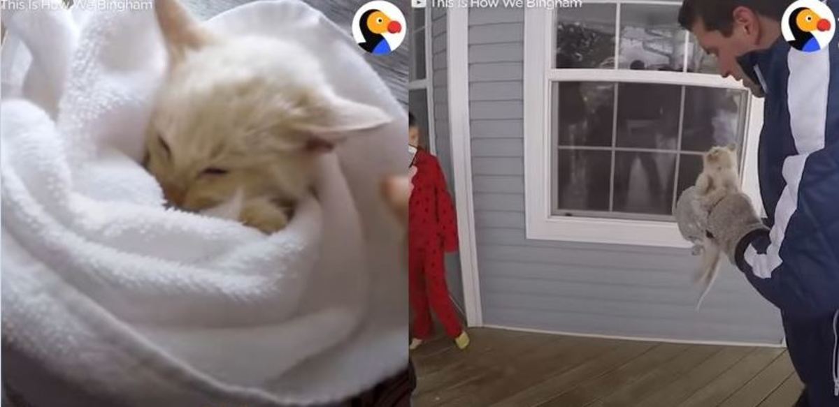 Επανέφεραν στη ζωή γατάκι που είχε κυριολεκτικά παγώσει από το κρύο