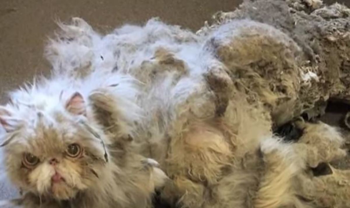 Αυτός ο γάτος βρέθηκε με 2 κιλά λάσπης πάνω του