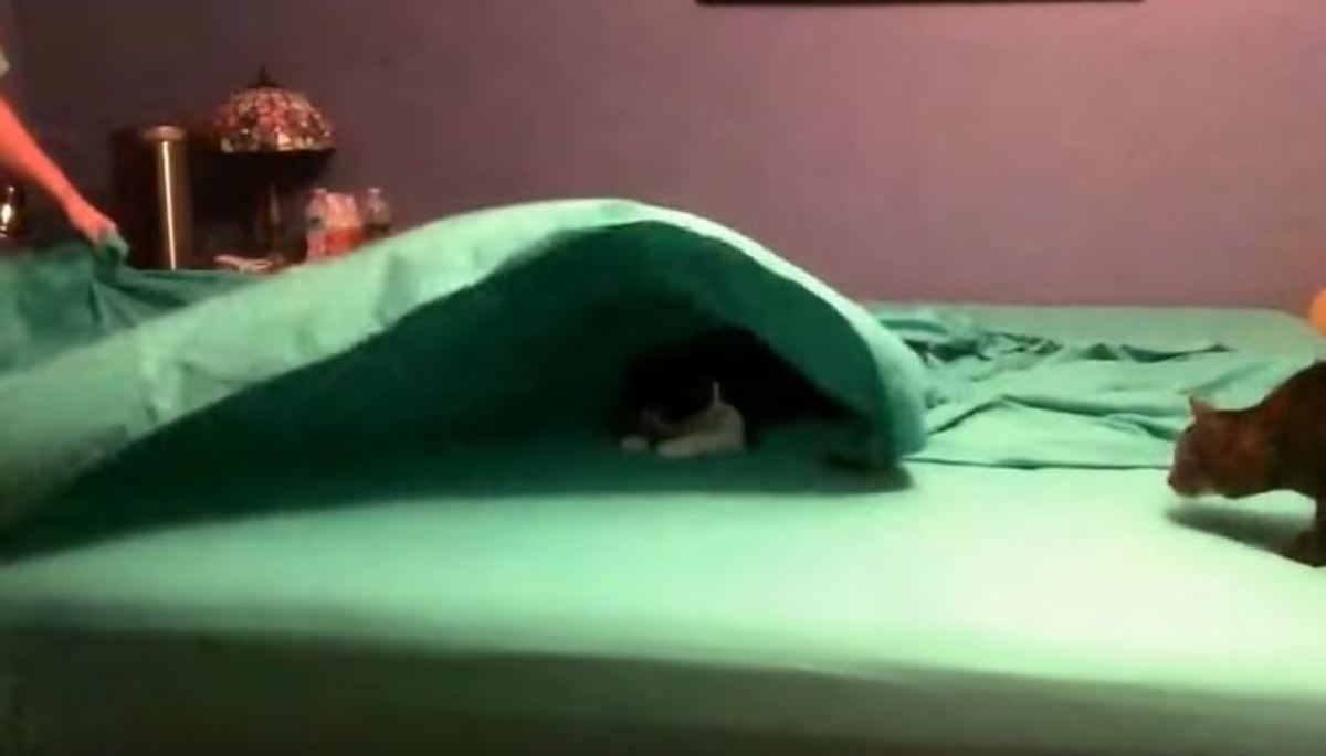 Έχει 3 γάτες σπίτι της και προσπαθεί μάταια να φτιάξει το κρεβάτι
