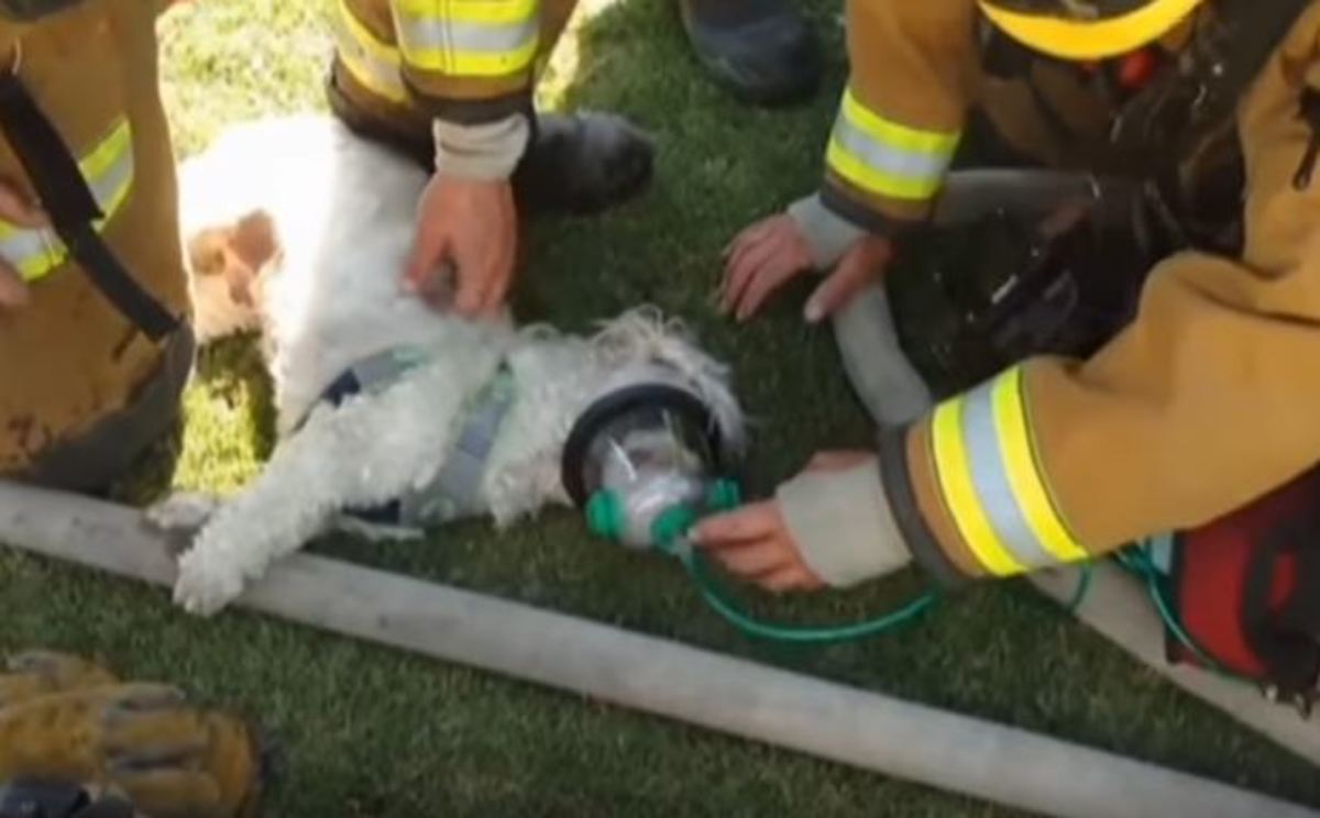 Η απίστευτη προσπάθεια πυροσβεστών να σώσουν έναν σκύλο μέσα από τις φλόγες