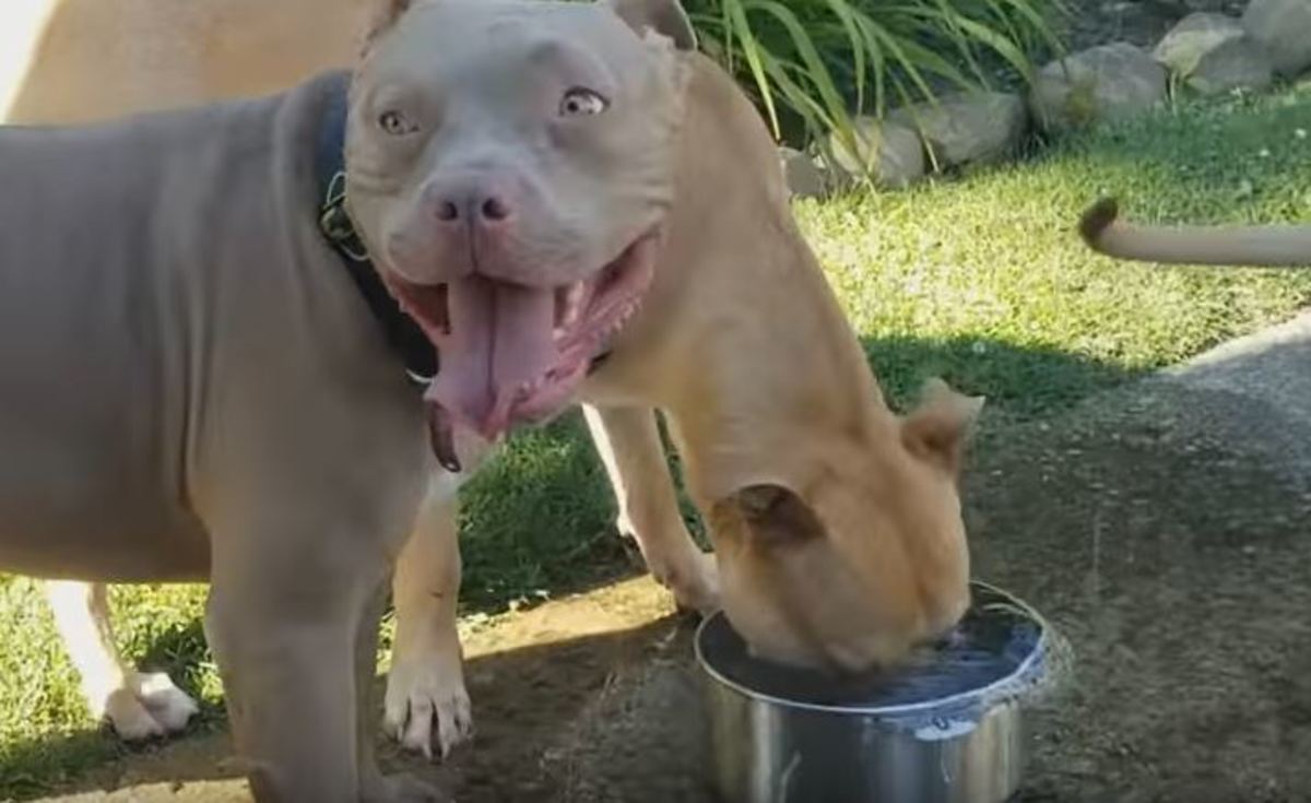 Αυτός ο σκύλος δεν ξέρει να πίνει νερό
