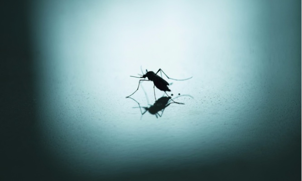 Γιατί υπάρχουν κουνούπια αυτή την εποχή – Δείτε τι συμβαίνει!