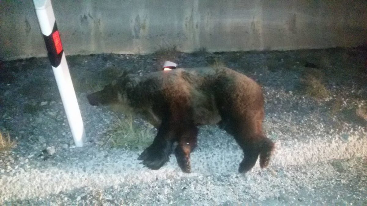 Κοζάνη: Φορτηγό χτύπησε και σκότωσε αρκούδα – Οι εικόνες στο σημείο του τροχαίου [pics]