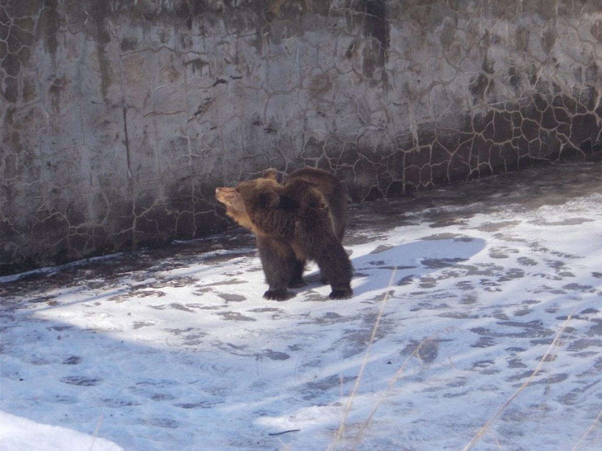 Επιχείρηση απεγκλωβισμού αρκούδας από άδεια υδατοδεξαμενή στο Νευροκόπι [pics]
