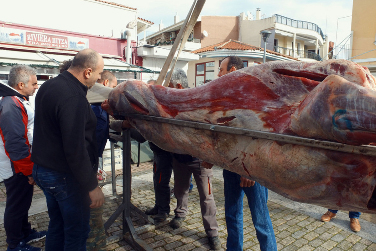 Οι Φεριώτες σούβλισαν και φέτος «τον μόσχο το σιτευτό» βάρους 295 κιλών!