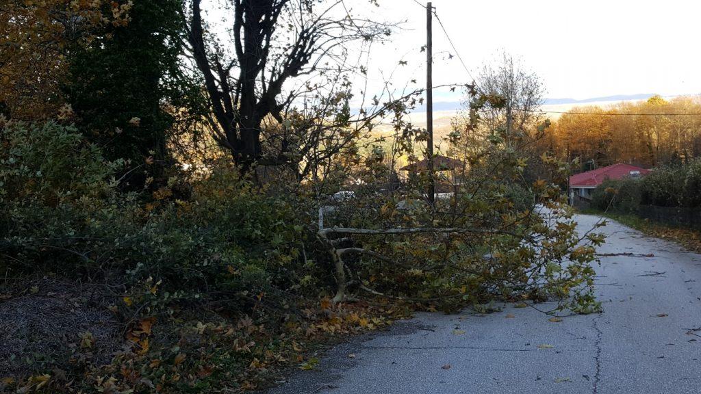 Τρίκαλα: Ξηλώθηκαν στέγες σπιτιών και ξεριζώθηκαν δέντρα – Ζημιές λόγω θυελλωδών ανέμων [pics]
