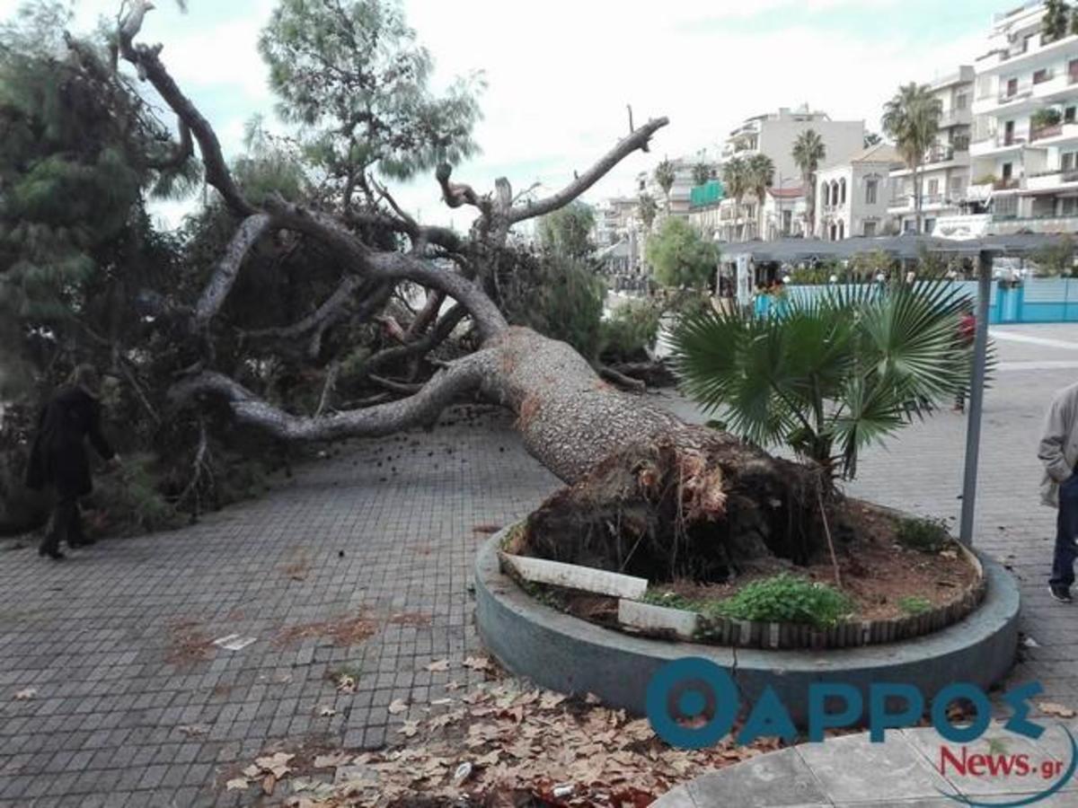 Καλαμάτα: Κατέρρευσε το υπεραιωνόβιο πεύκο της πόλης – Οι εικόνες από το σημείο [pics]