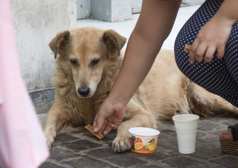 Κοζάνη: 1.000 ευρώ αποζημίωση από το Δήμο για δάγκωμα αδέσποτου σκύλου