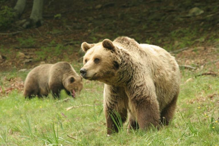 Νεκρή με σφαίρες για αγριογούρουνο βρέθηκε νεαρή αρκούδα