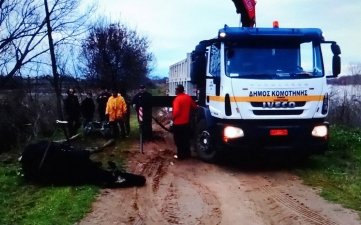 Κομοτηνή: Επιχείρηση διάσωσης αγελάδας που έπεσε σε χείμαρρο [vid]