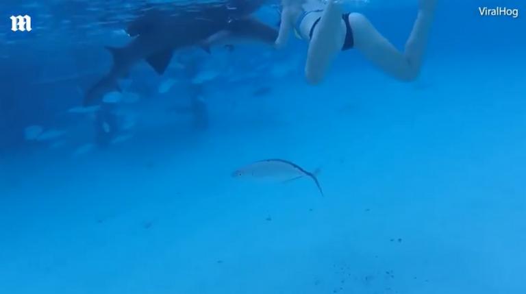 επίθεση καρχαρία