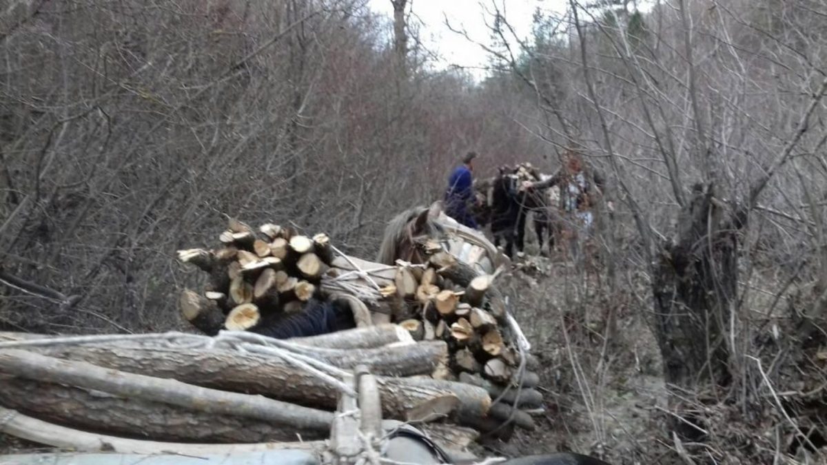 Καστοριά: Φόρτωσαν πέντε άλογα με παράνομα υλοτομημένη ξυλεία δύο Αλβανοί