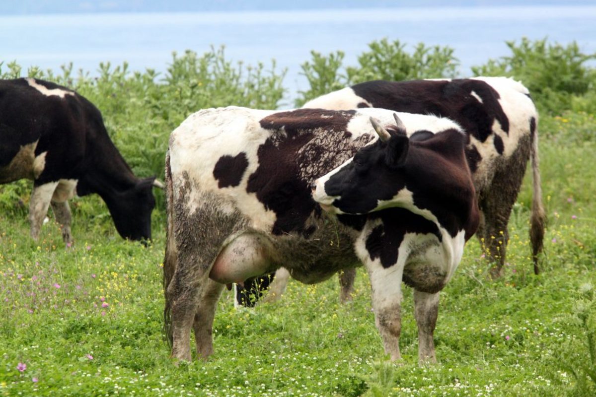 Τρίκαλα: Καταδικάστηκε κτηνοτρόφος γιατί οι αγελάδες του προκάλεσαν τροχαίο