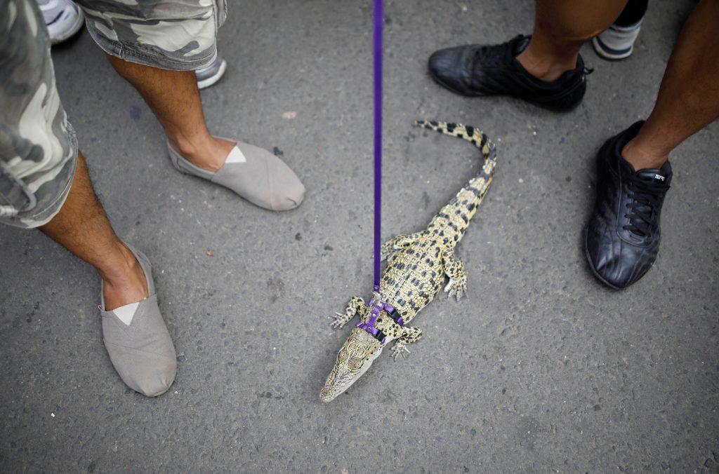 Το κατοικίδιό του είναι ένας… κροκόδειλος! Βόλτα με το λουρί!