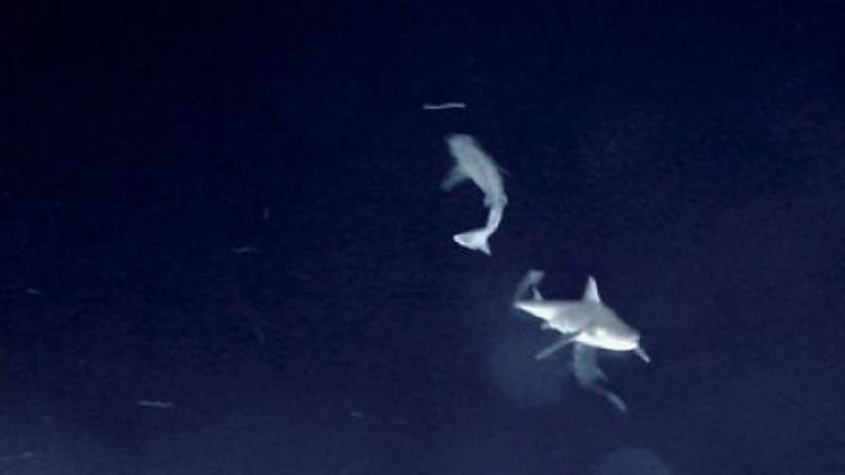 Απίστευτα πλάνα με καρχαρίες στα ανοιχτά του Βασιλικού [pics]