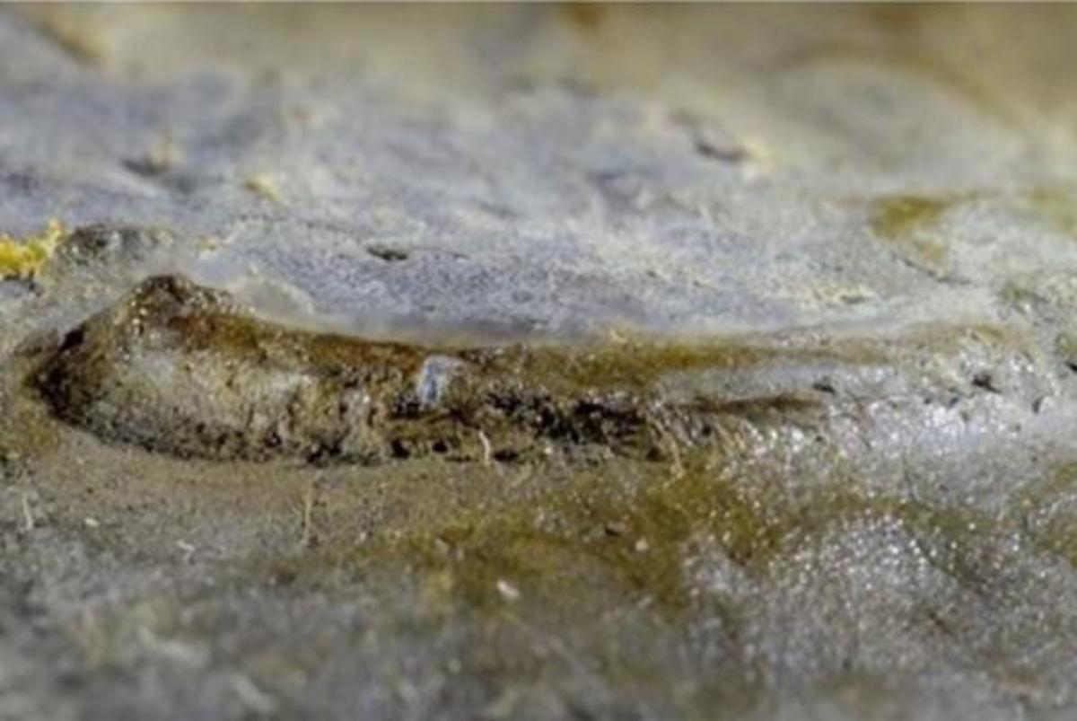 Αυτό είναι το… αρχαιότερο μάτι, 530 εκατομμυρίων ετών! [pic]