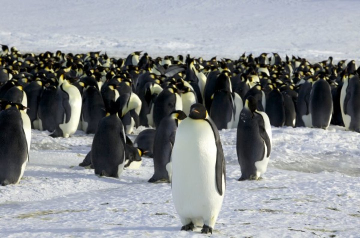 Βρέθηκαν απομεινάρια γιγάντιου πιγκουίνου – Είχε το μέγεθος ανθρώπου!
