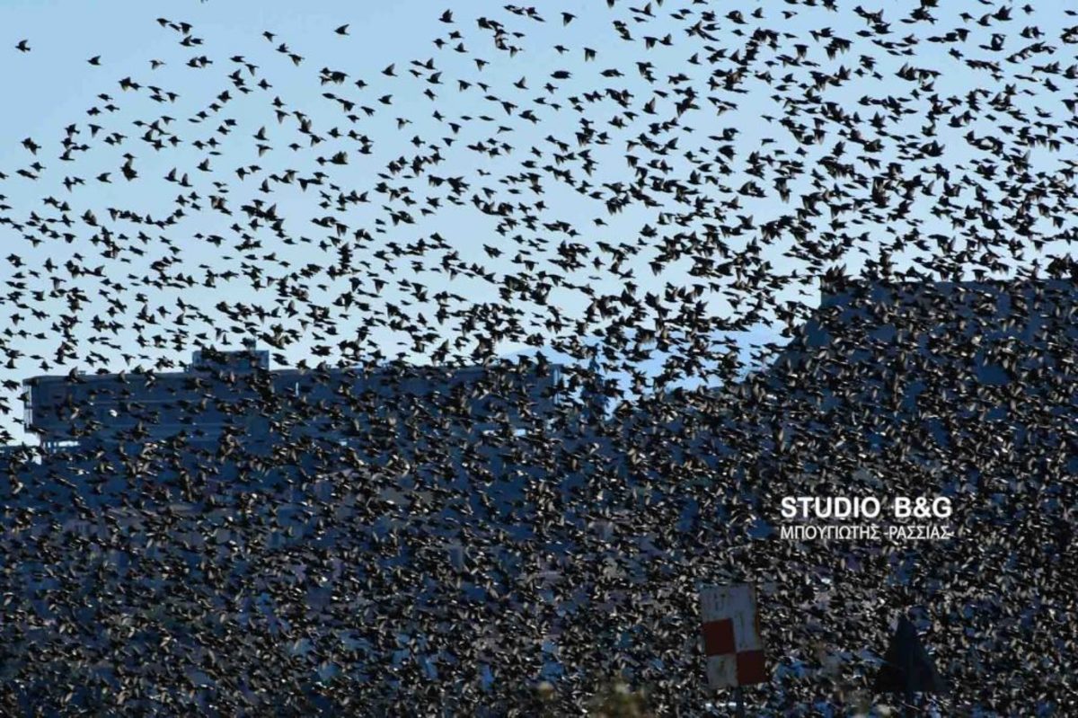 Τα… πουλιά του Χίτσκοκ στο Ναύπλιο – Μαύρισε ο ουρανός από τα ψαρόνια [pics, vid]