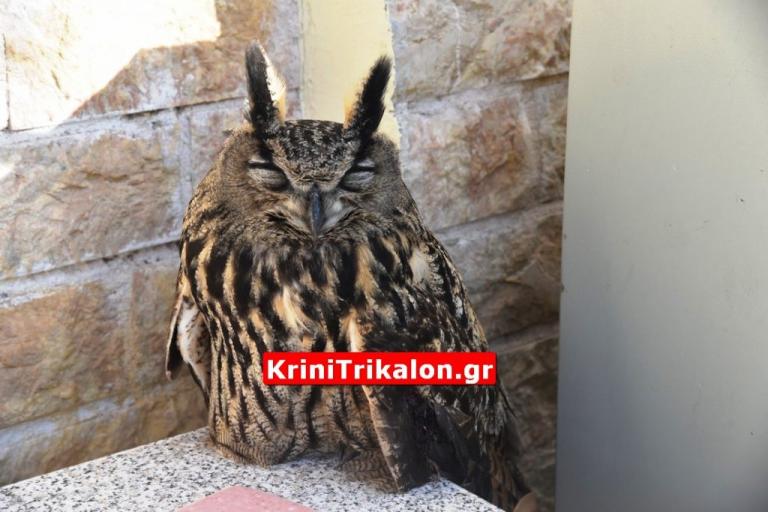 έκπληκτος από μεγάλο πουλί