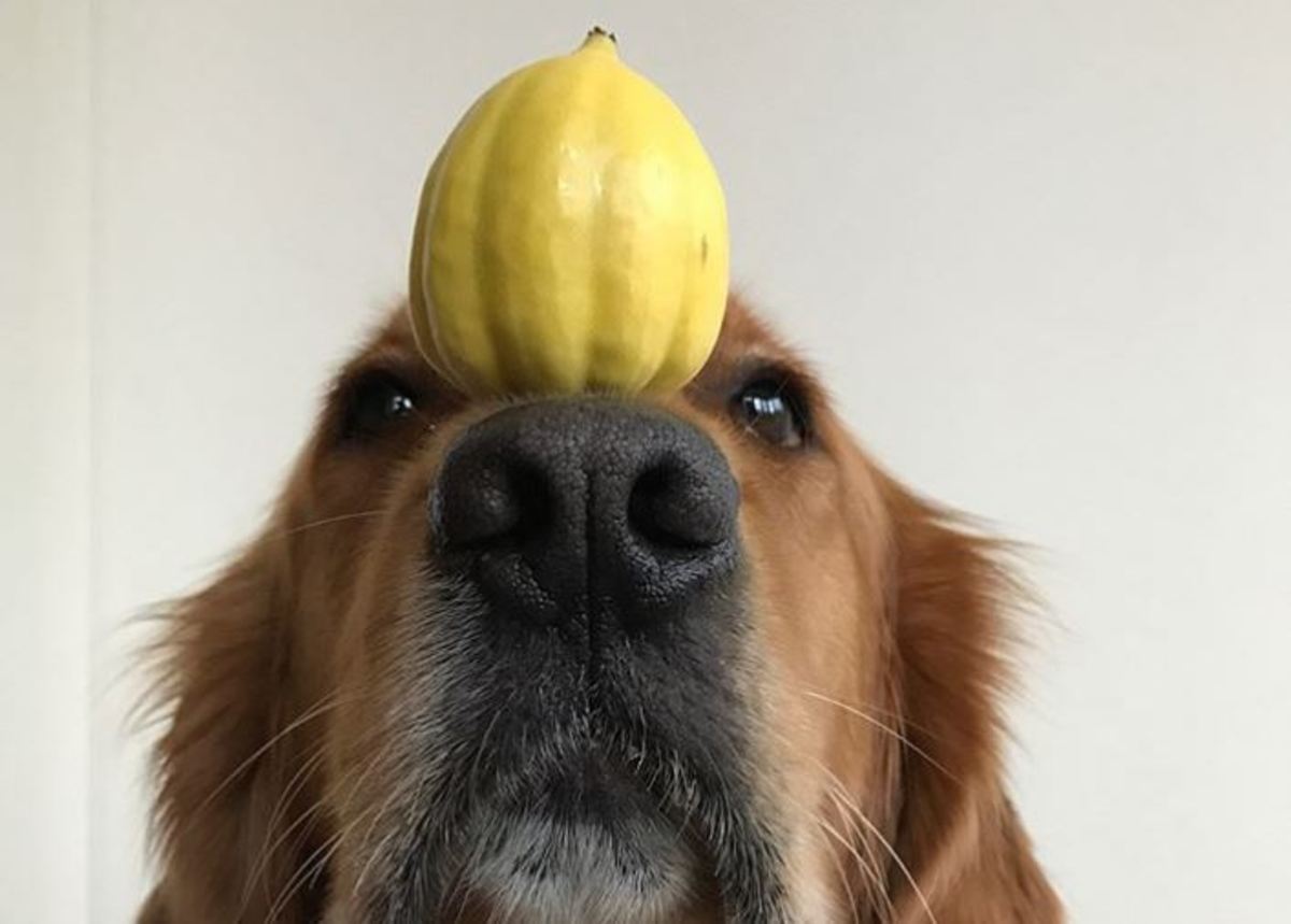 Αυτός ο σκύλος μπορεί να ισορροπήσει τα πάντα στη μουσούδα του! | Newsit.gr