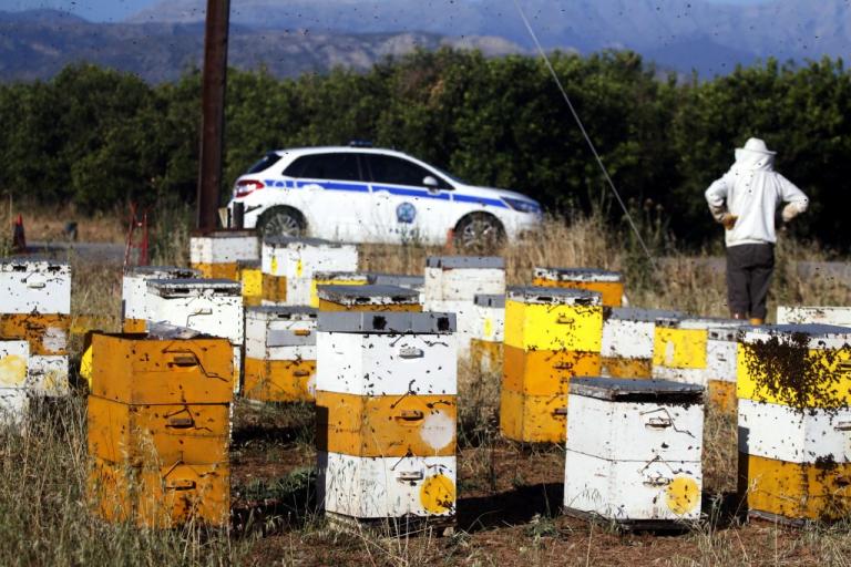 Ηράκλειο: Του έκλεψαν μέλισσες και κυψέλες! | Newsit.gr