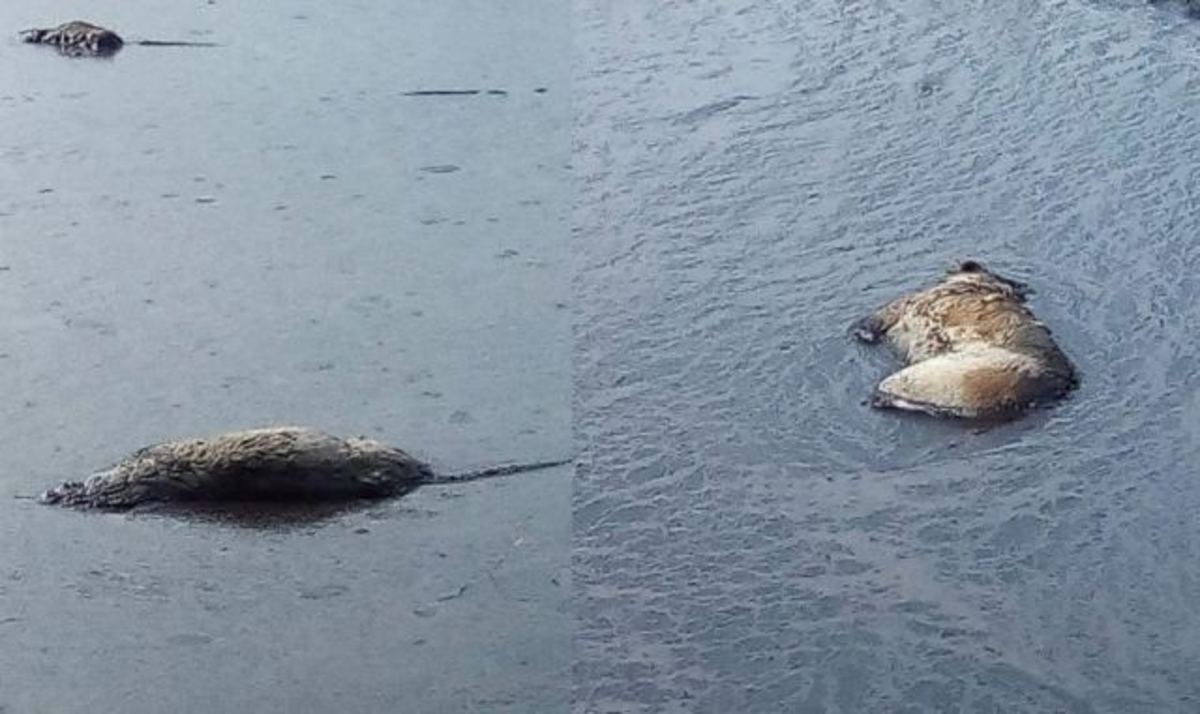Αποτέλεσμα εικόνας για δεξαμενή λυμάτων ελαιοτριβείου στον Άγιο Γεώργιο Ιστιαίας
