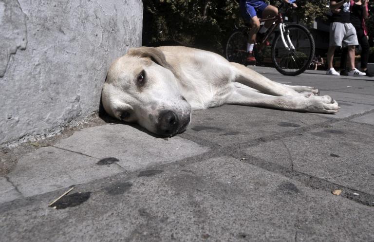 Αποσύρεται το νομοσχέδιο για τα ζώα συντροφιάς | Newsit.gr
