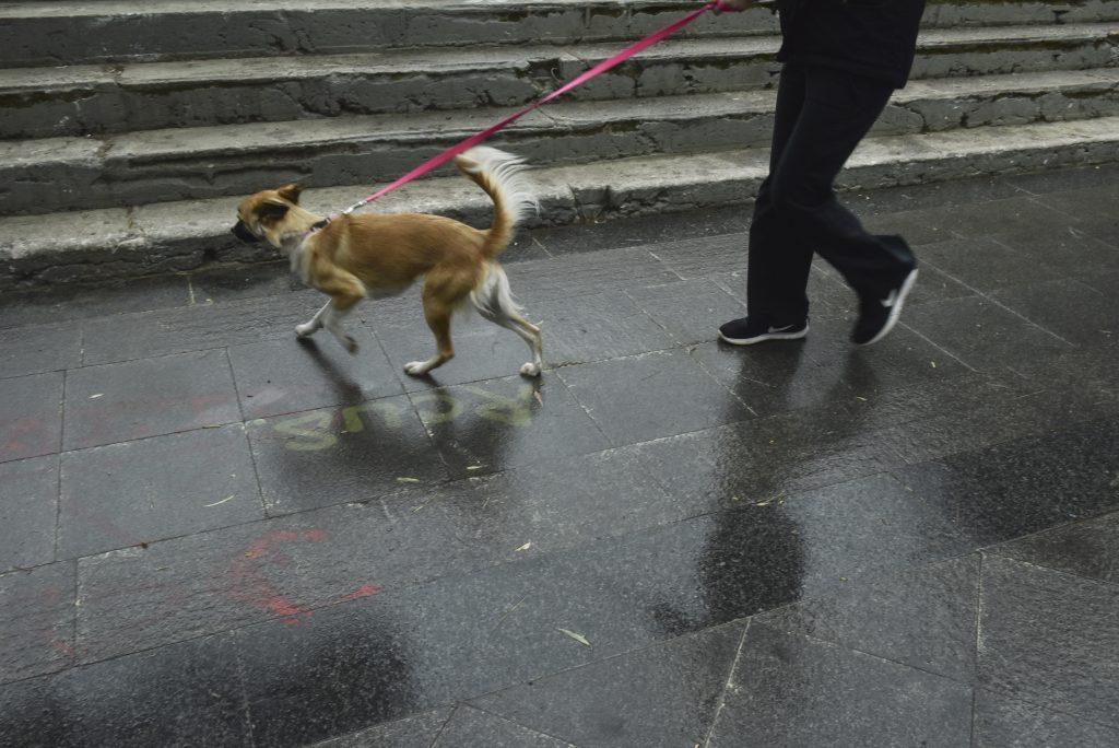 νομοσχέδιο για τα ζώα συντροφιάς