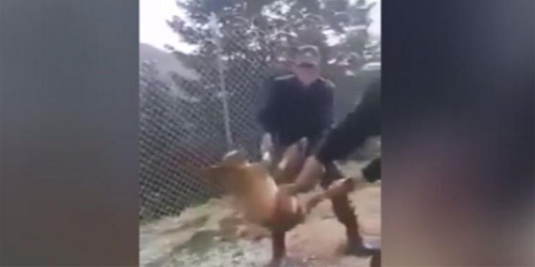 Κόνιτσα: Ζωντανό το σκυλάκι που βασάνισαν στρατιώτες – Ταυτοποιήθηκαν οι δράστες | Newsit.gr