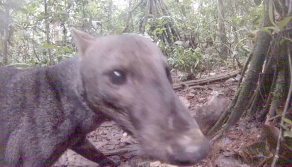Σκύλος της ζούγκλας: Το πιο σπάνιο ζώο του κόσμου