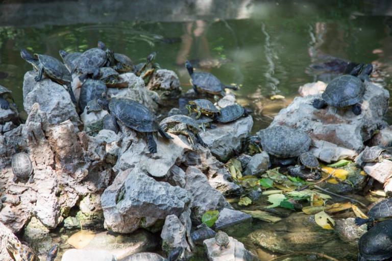 Δεκάδες χελώνες απελευθερώθηκαν στον Κόλπο του Μεξικού | Newsit.gr Δεκάδες χελώνες απελευθερώθηκαν στον Κόλπο του Μεξικού | Newsit.gr