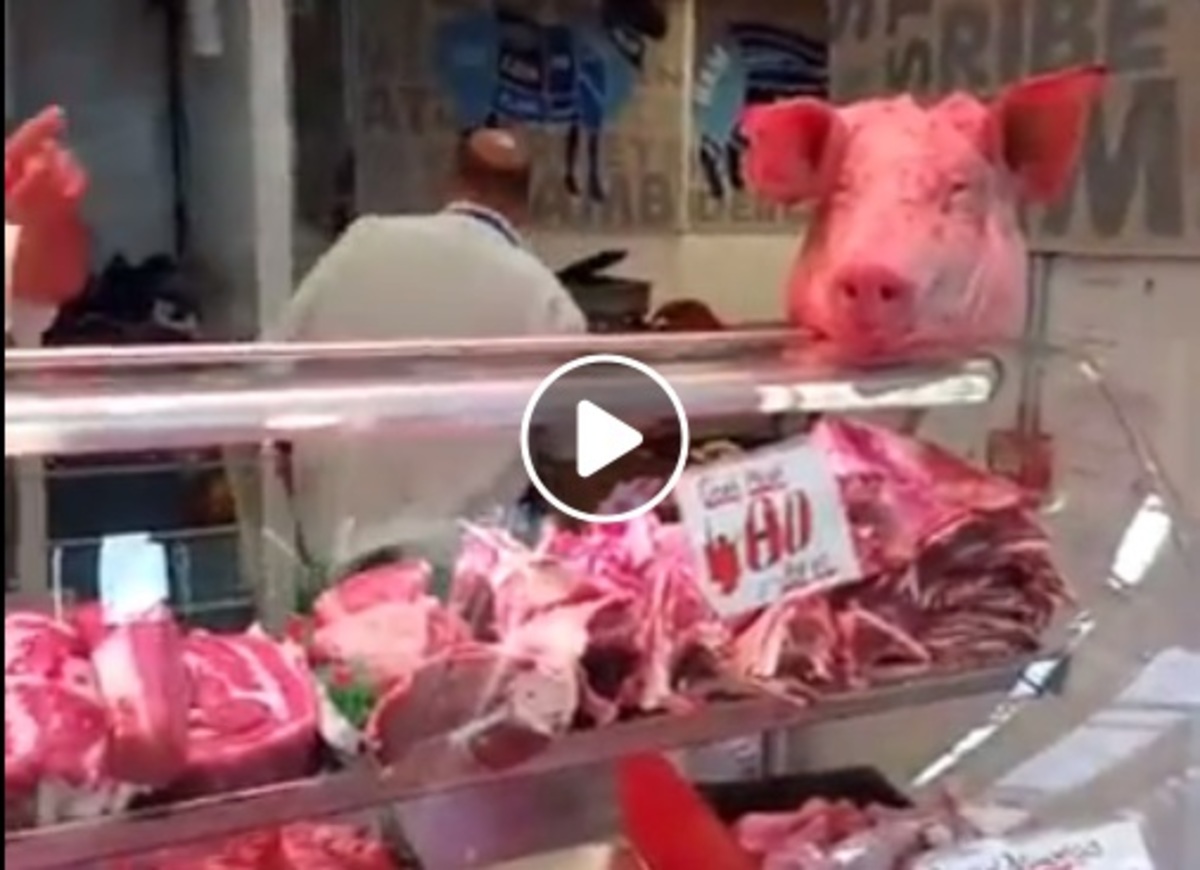 Κρεοπώλης πήρε στο κυνήγι vegan ακτιβιστές με μπριζόλες! – video | Newsit.gr Κρεοπώλης πήρε στο κυνήγι vegan ακτιβιστές με μπριζόλες! – video | Newsit.gr