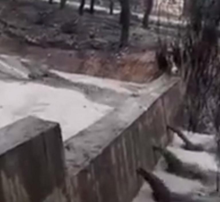 Αγωνία στο Μάτι! Μετά τη φονική φωτιά οι κάτοικοι τρέμουν τα φουσκωμένα ρέματα – video | Newsit.gr Αγωνία στο Μάτι! Μετά τη φονική φωτιά οι κάτοικοι τρέμουν τα φουσκωμένα ρέματα – video | Newsit.gr